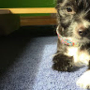 Meet your Posher, Mackenzie